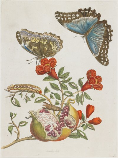 Farfalle blu e melograno, 1705-1771 da Maria Sibylla Merian